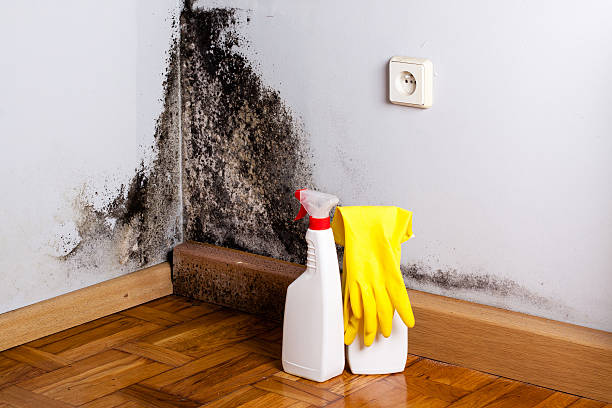 Trusted Stirling, NJ Mold Removal Experts